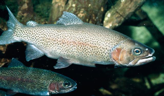 如何看待龙羊峡三文鱼