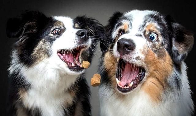 狗狗抢食的精彩瞬间 对美食的诱惑无法抵挡