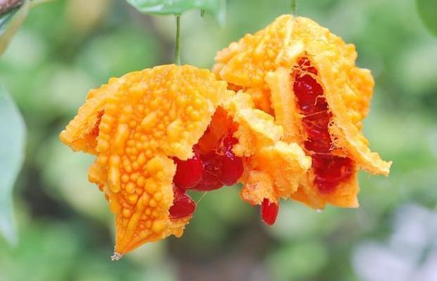 猎奇!世界上最奇葩的20种水果,吃过5种以上的绝对是土豪!