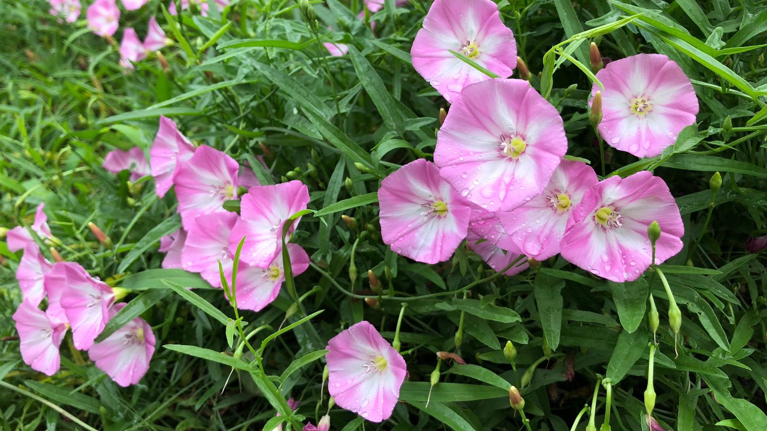 摄影作品:雨后田旋花,更加美丽