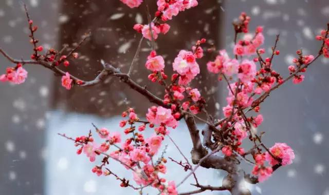 杜鹃|花语|名花_新浪新闻