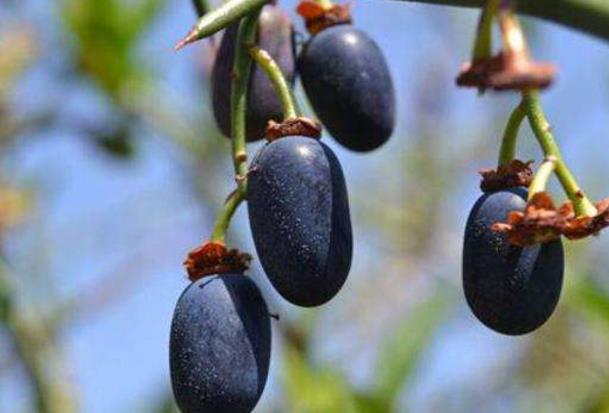 农村这长得像蓝莓的野果,夏天食用能防晒,修复皮肤,胜过敷面膜