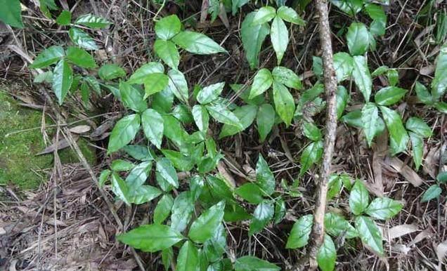 这种植物被农民称为"治百病神药",如果下乡遇到了,赶紧采回家|三叶青