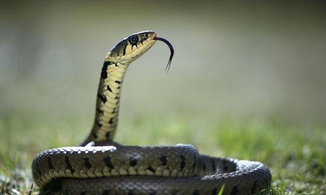 生肖蛇乙巳年生1965年生蛇乙为木,属蛇命运财运位置在哪里?