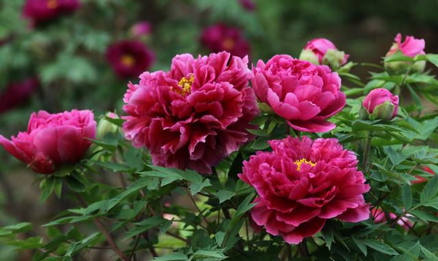 听说洛阳的牡丹花又要开了,皮皮虾,我们走!