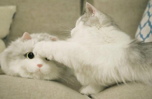 给自己买了个新包包,猫咪居然吃醋动手了!画面萌化……!