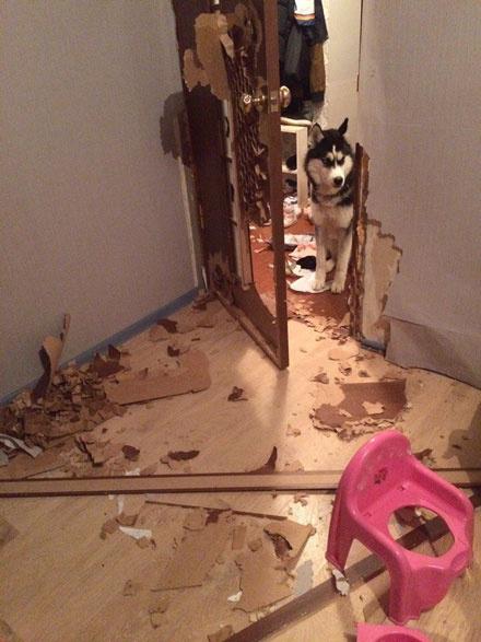 哈士奇只会拆家?还有跟树玩儿的呢!