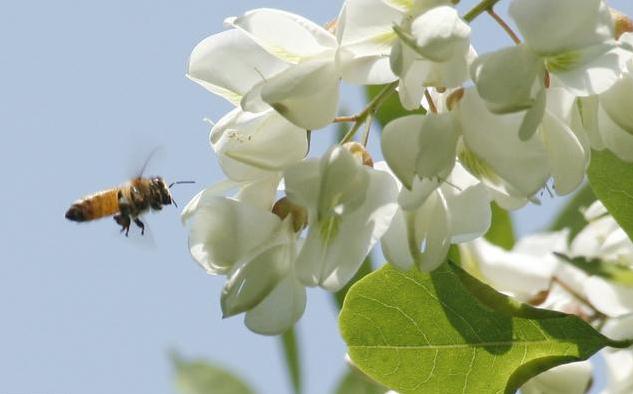 槐花蜜到底结不结晶养蜂40年的蜂农来告诉你真相