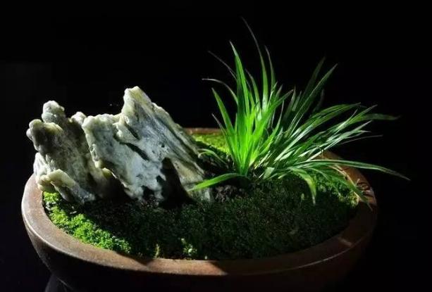 虎须菖蒲盆景怎么制作,管理简便,古朴雅致