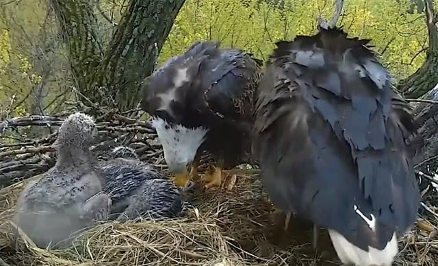 鹰爸爸叼肉回来喂鹰宝宝,鹰妈妈却撒娇抢来吃:本宝宝还饿着呢