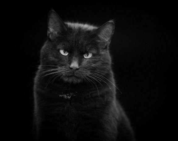 回家路上看到只橘猫但影子有点怪走近一看吓得手机差点掉了