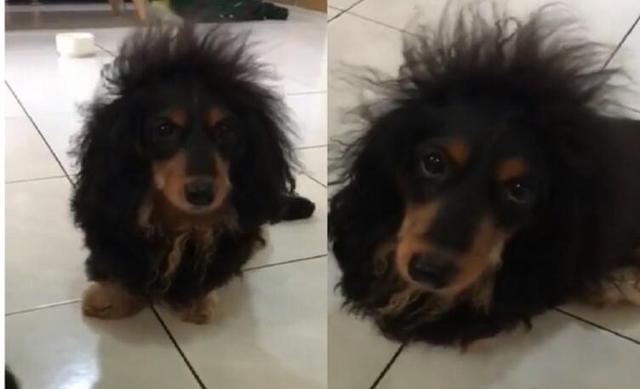 刚睡醒,肠肠米粉头炸开,急等鸡肉干,网笑,好想帮它梳!