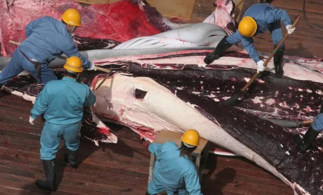 日本在一个夏季捕杀掉了333头鲸鱼,其中有122头怀孕的母鲸