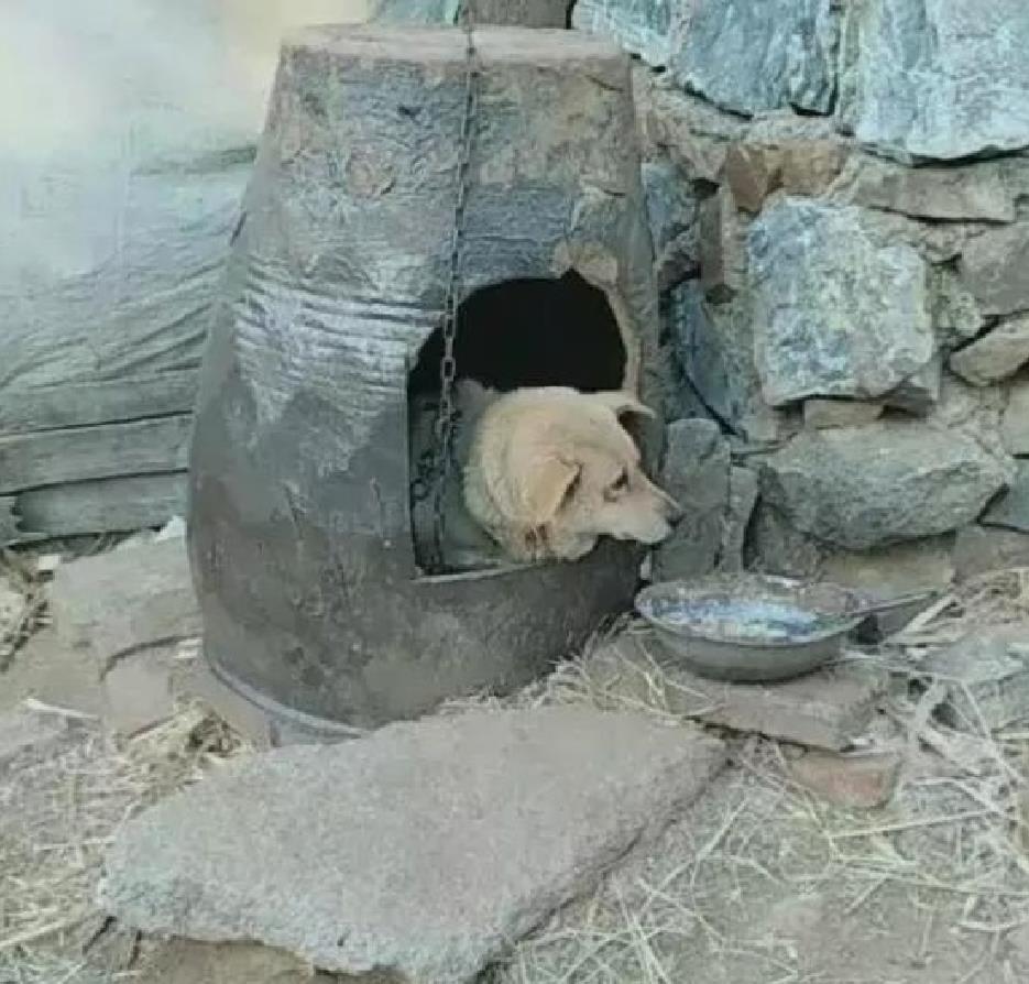 主人给狗狗打造一座"豪宅",农村养狗的人深有体会吧!