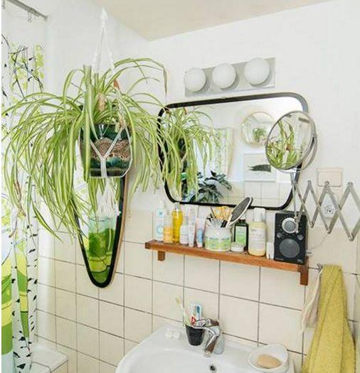 卫生间里放盆这种花,异味全没了,还能蹭蹭长不停!