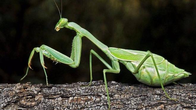 巨大螳螂开战老鼠,直接就把老鼠秒杀掉!让人大开眼界!