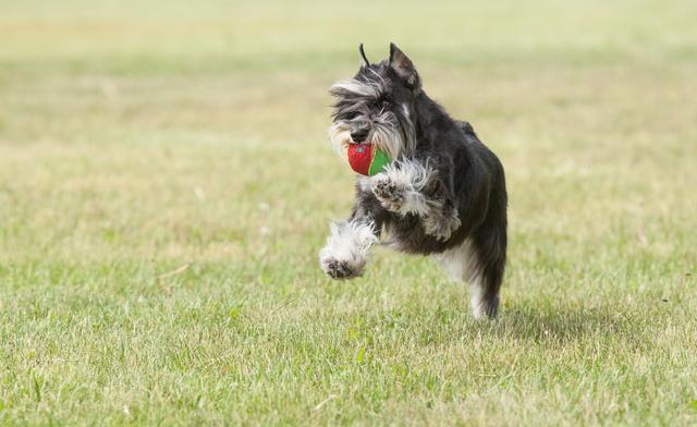 千万别养雪纳瑞