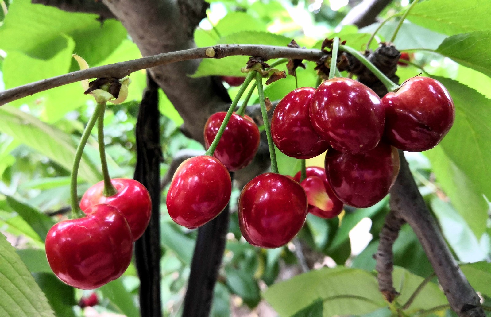 当你周末不知道咋安排你看去西安白鹿原摘樱桃咋样有约的吗