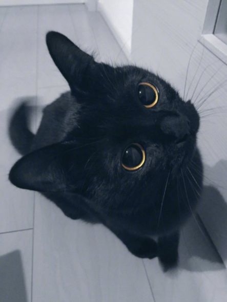 这里可爱的宝贝们选一个带回家你会选哪个?别动!那只黑猫是我的