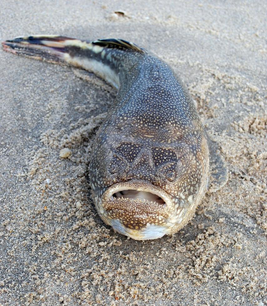 夫妻俩在海边发现一条鱼, 知道品种后大赞奇妙