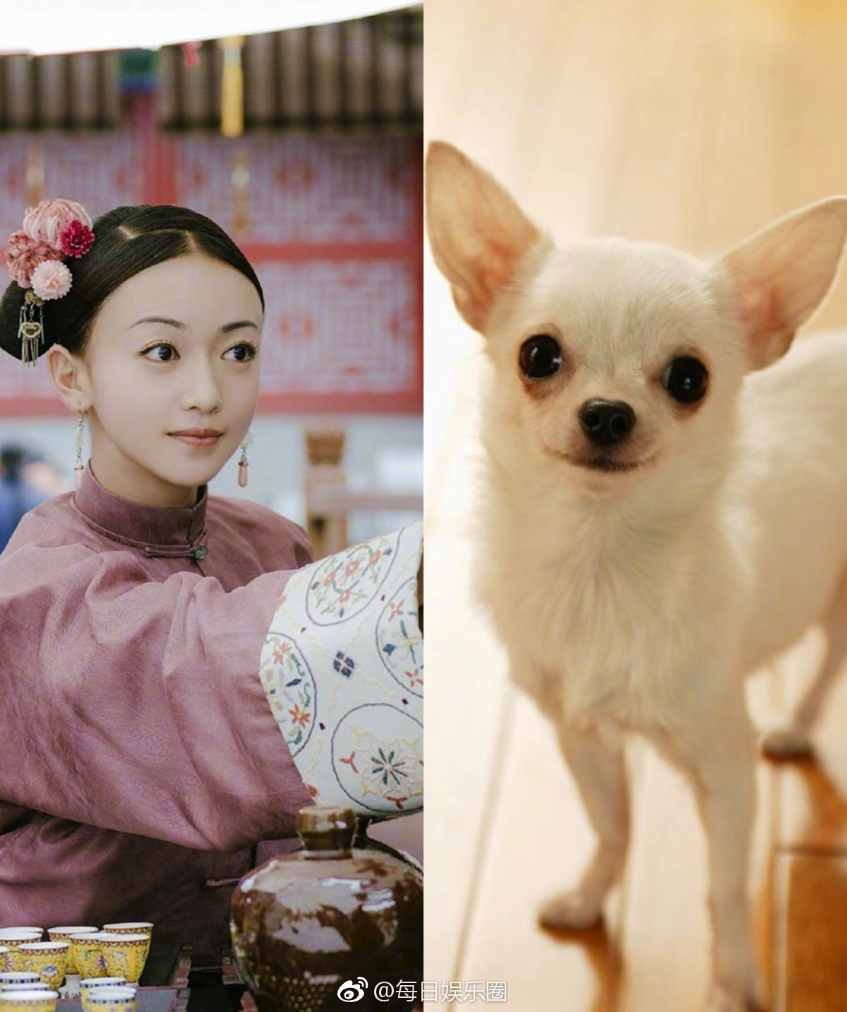 明星和动物撞脸