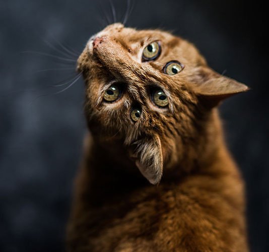 密集恐惧症犯了