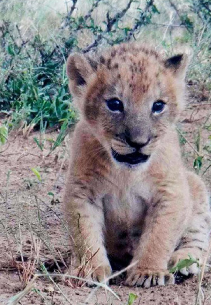 养一只野生狮子当宠物是什么体验?这两个小哥变身超级奶爸