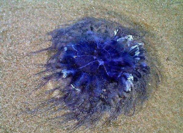 地球上13大最美的水母第一似荷包蛋最后一个似原子弹爆炸