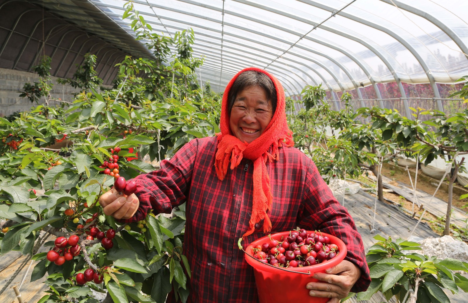 大棚大樱桃抢鲜上市售价180元一斤 比正常采摘大樱桃提前了两个月