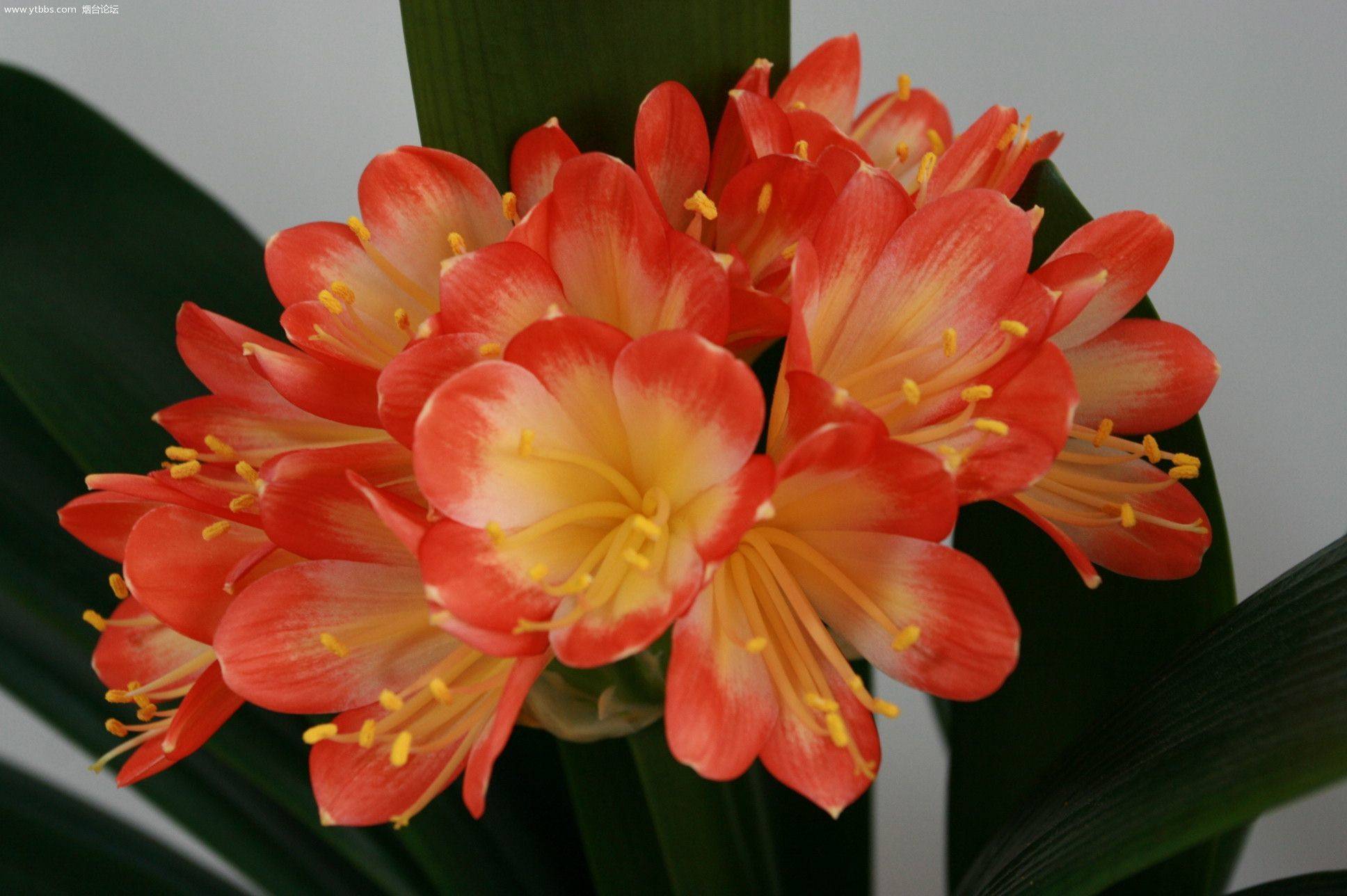 新手养君子兰,这4个问题最头大,老花友都烦!