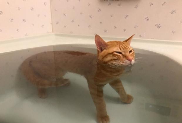 这是张普通到不行的猫泡澡照,网友看到它泡在水里的后半身大喷泪