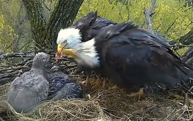 鹰爸爸叼肉回来喂鹰宝宝,鹰妈妈却撒娇抢来吃:本宝宝还饿着呢
