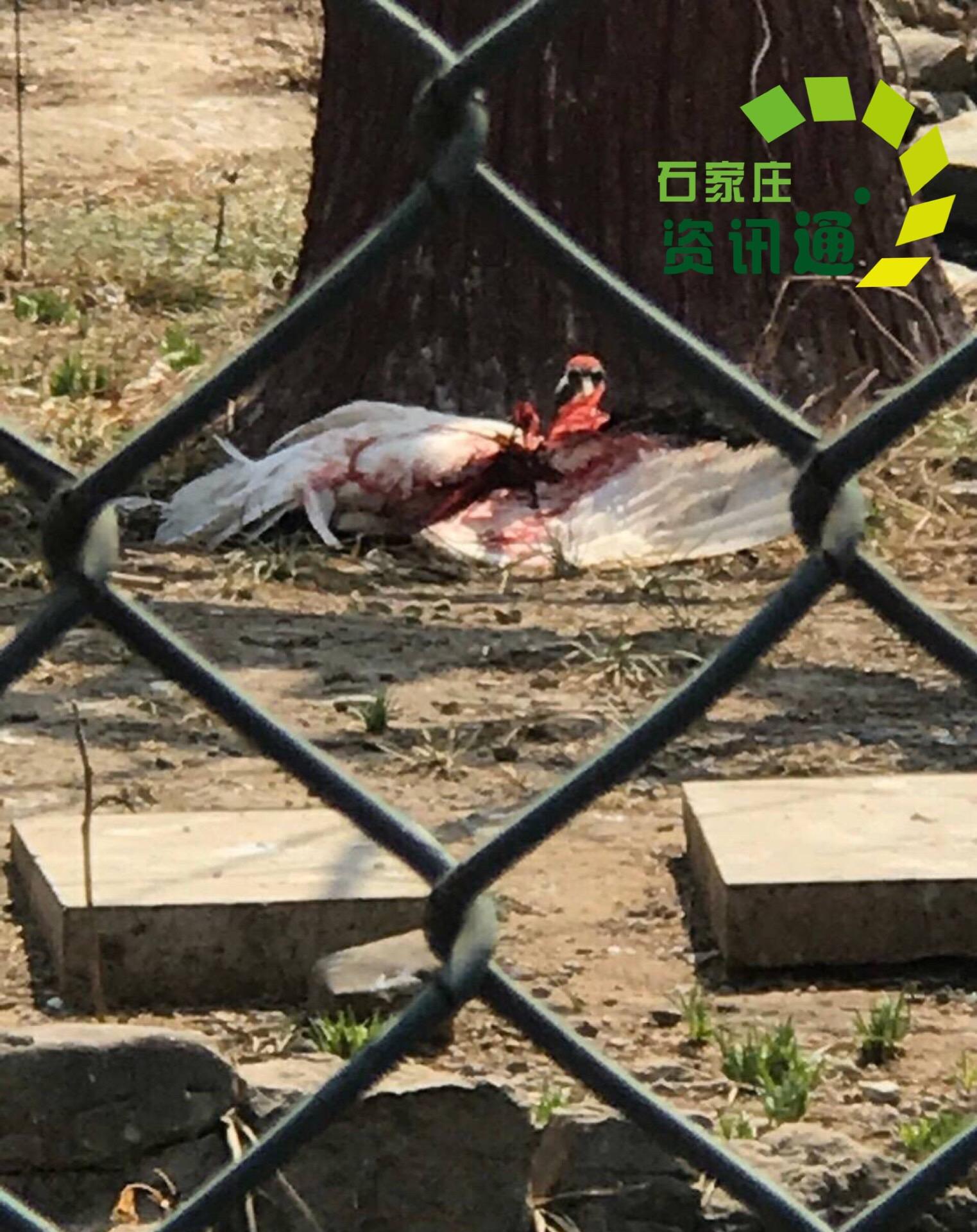 石家庄动物园饲养员虐待动物,美丽丹顶鹤被打出血