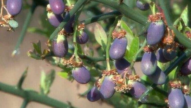 农村这长得像蓝莓的野果,夏天食用能防晒,修复皮肤,胜过敷面膜