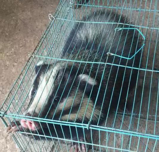 小獾猪偷吃被抓,于是变成了美味.