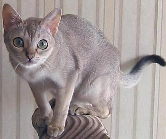 这种猫过去不受欢迎只能躲在下水道,现在却成了惹人爱的小精灵