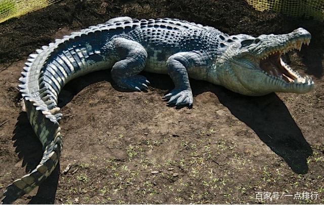 世界十大最危险海洋生物 充满危险让人毛骨悚然|虎鲨|毒液|海洋生物