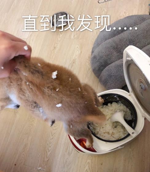 养一只"饭桶狗"是什么样的体验?直接钻到锅里吃!真叫人头疼