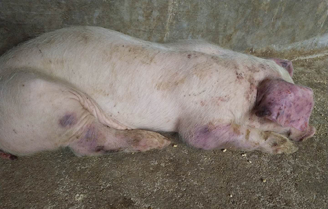 为啥入夏后猪链球菌病特别多,还容易死亡?多数是因为预防没做好