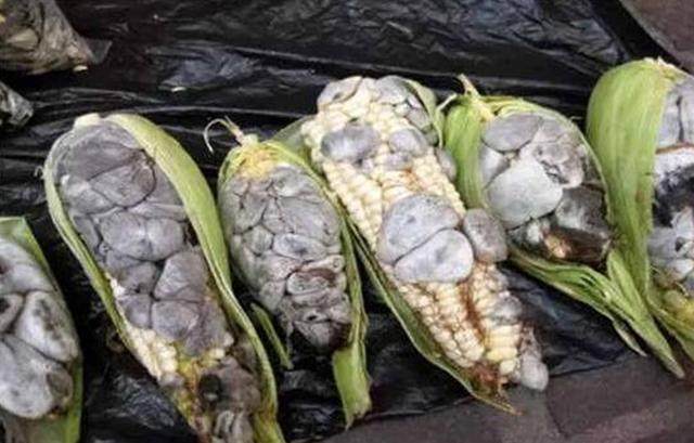 农村地里这种"坏玉米",农民别再乱扔掉了,城里人想吃都买不到