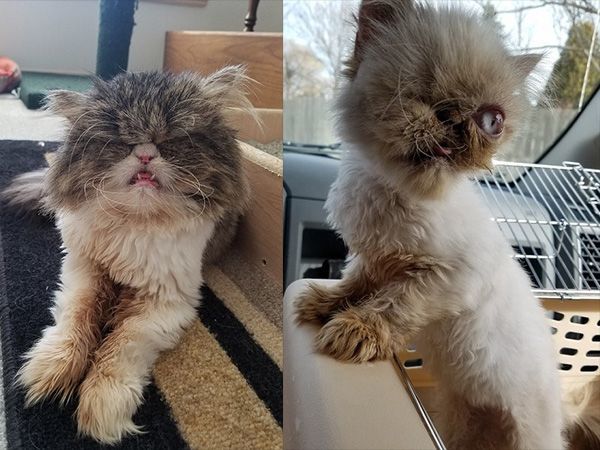 眼盲小猫妹妹,飞跃1600获得救助,最后这样生活