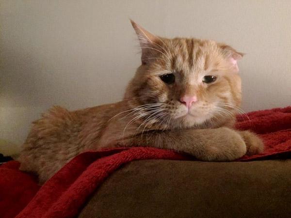 哭哭脸橘猫在放弃之际被领养,到家一小时立刻截然不同!