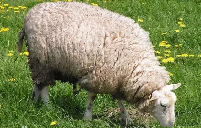 贼鸥不自量力竟然想叼起大绵羊