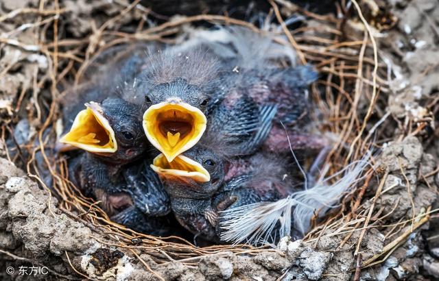 在农村,冬去春来,随着天气变暖,燕子就会飞回来,在农村屋檐下搭窝下蛋