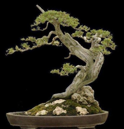 老妈用树根做盆景,只需简单几步,轻轻松松变成最美盆景!__财经头条