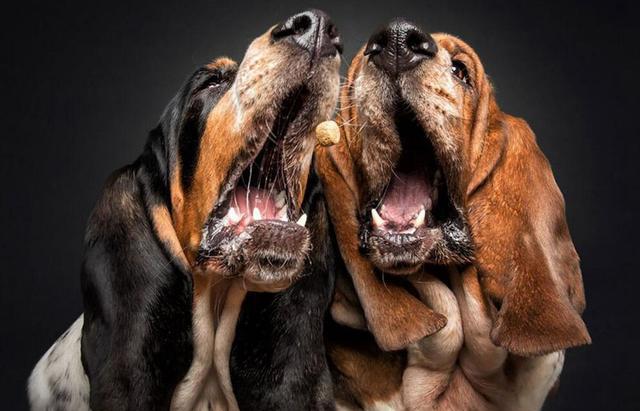 狗狗抢食的精彩瞬间 对美食的诱惑无法抵挡