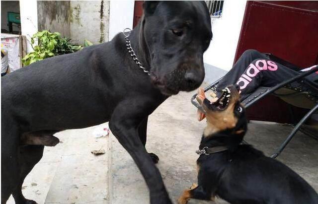 5公斤的罗威纳串串不自量力挑战50公斤凶悍卡斯罗,场面太尴尬