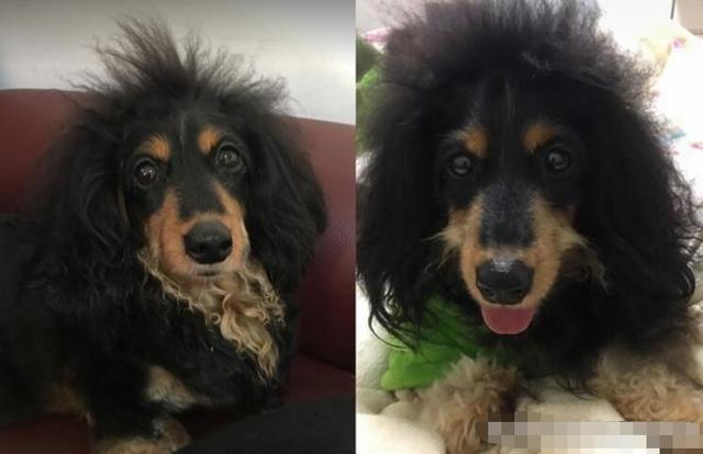 刚睡醒,肠肠米粉头炸开,急等鸡肉干,网笑,好想帮它梳!