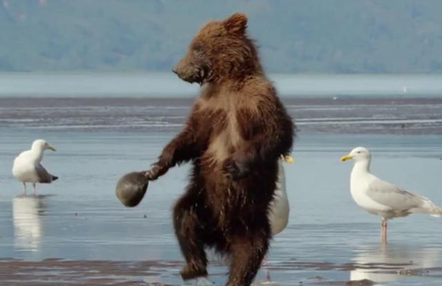狗熊贪吃爪子被蚌壳夹住了狗熊妈我的熊掌被吃了