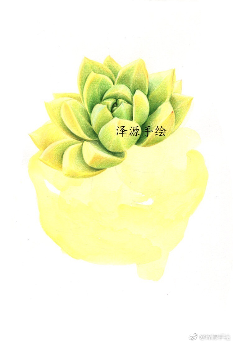 多肉与花瓶投稿泽源手绘